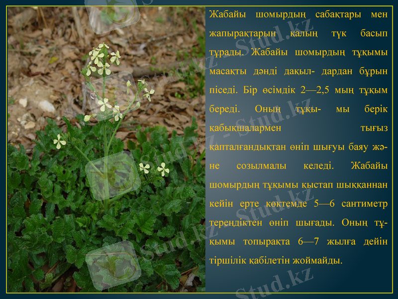 Slide 5
