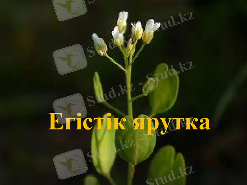 Slide 1