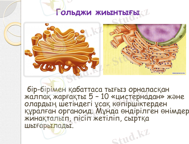Slide 11