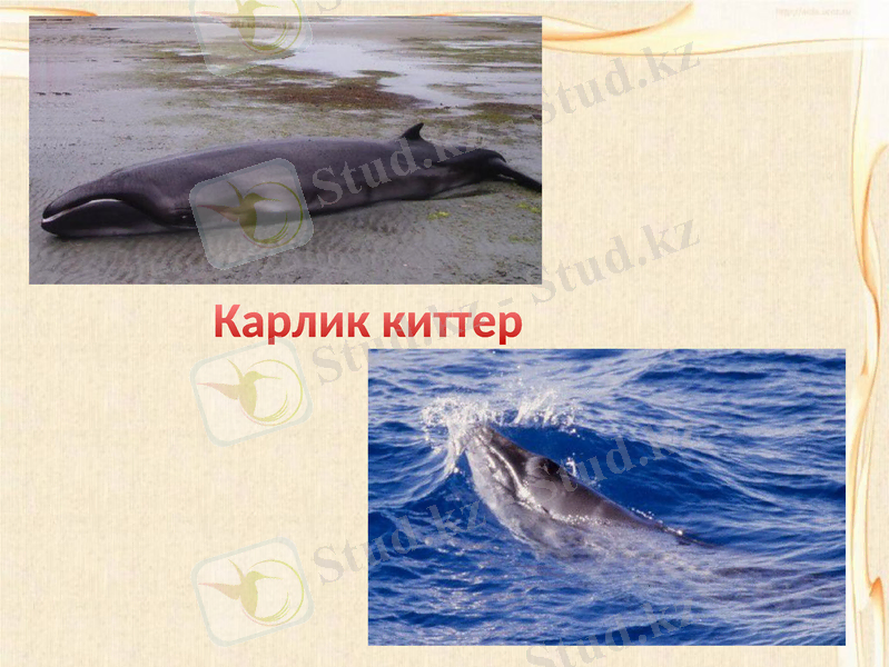 Slide 11