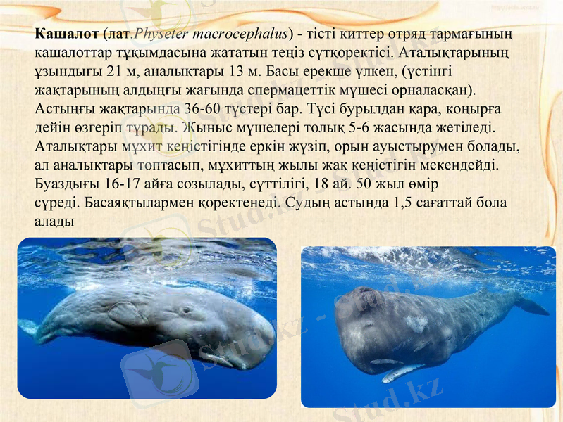 Slide 7