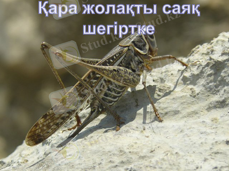 Slide 1