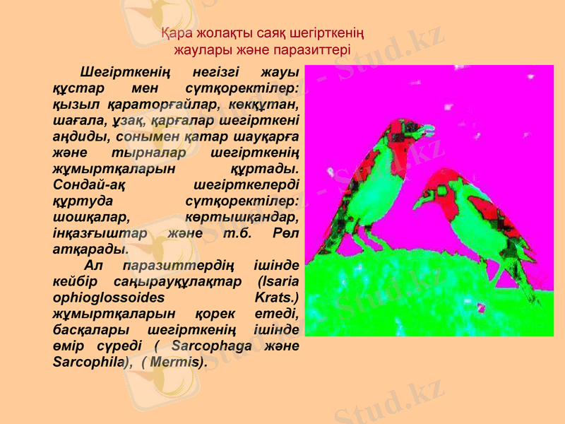 Slide 13