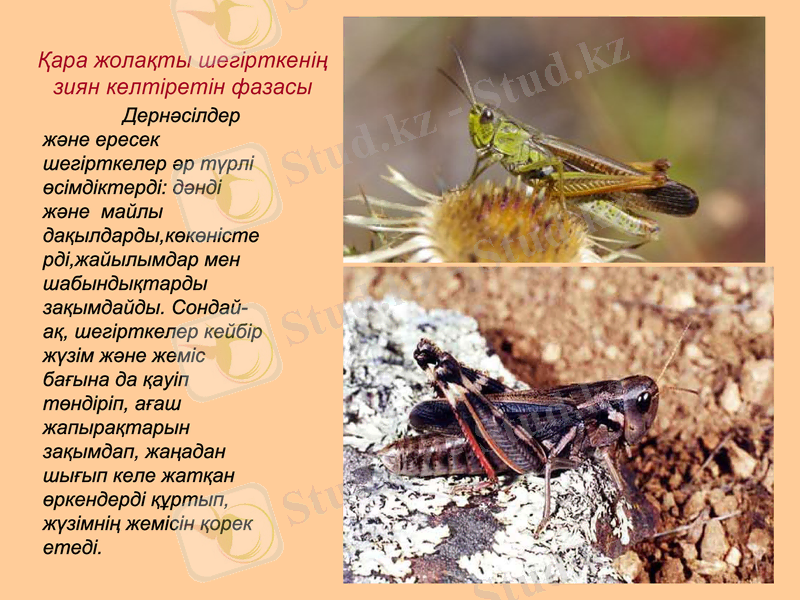 Slide 7