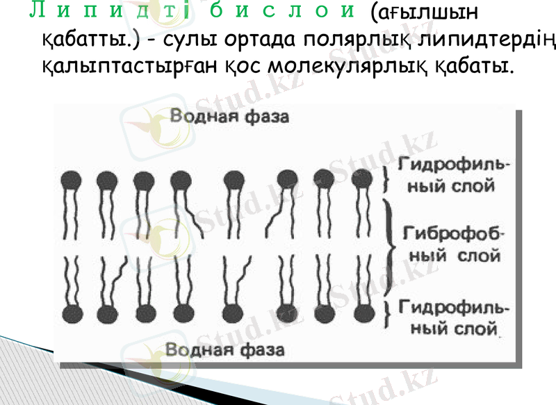 Slide 13