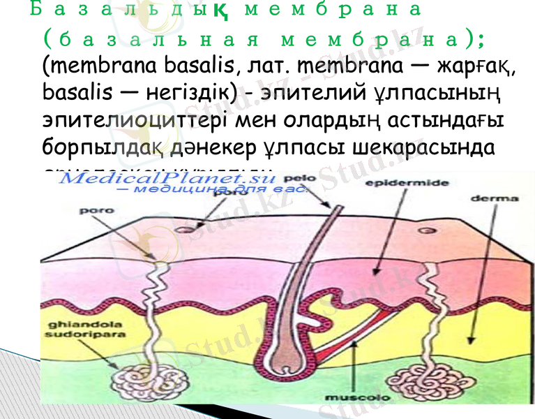 Slide 5