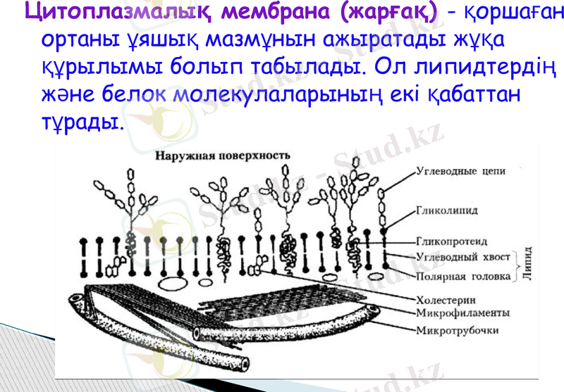 Slide 7