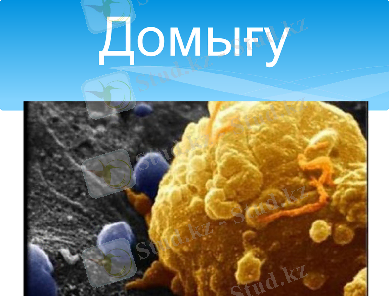 Slide 8