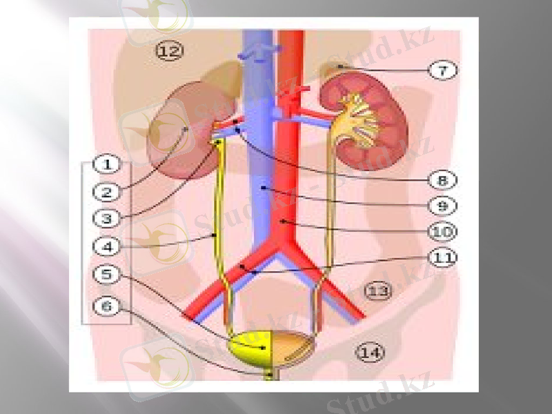 Slide 12