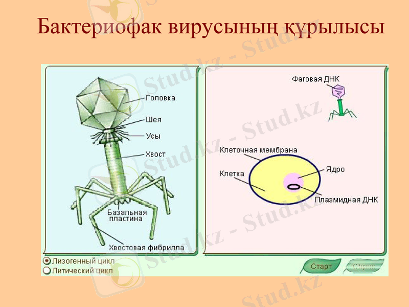 Slide 10