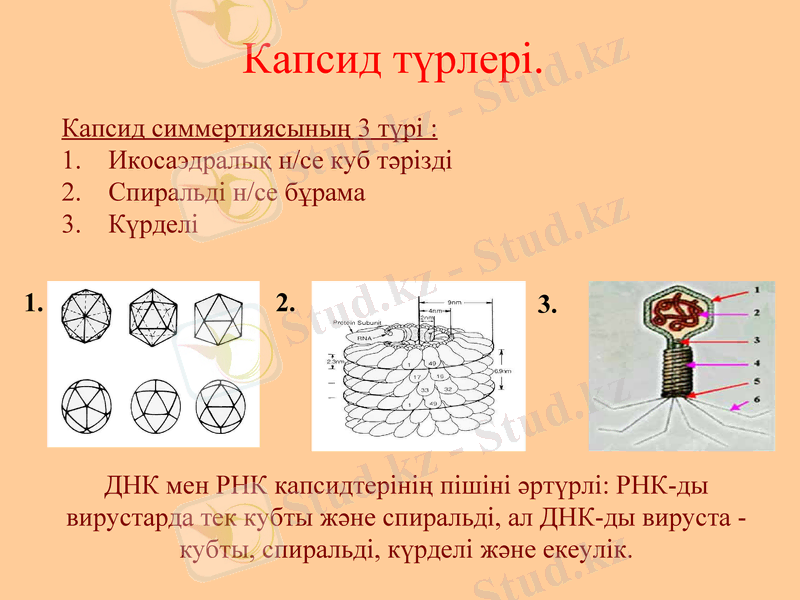 Slide 9