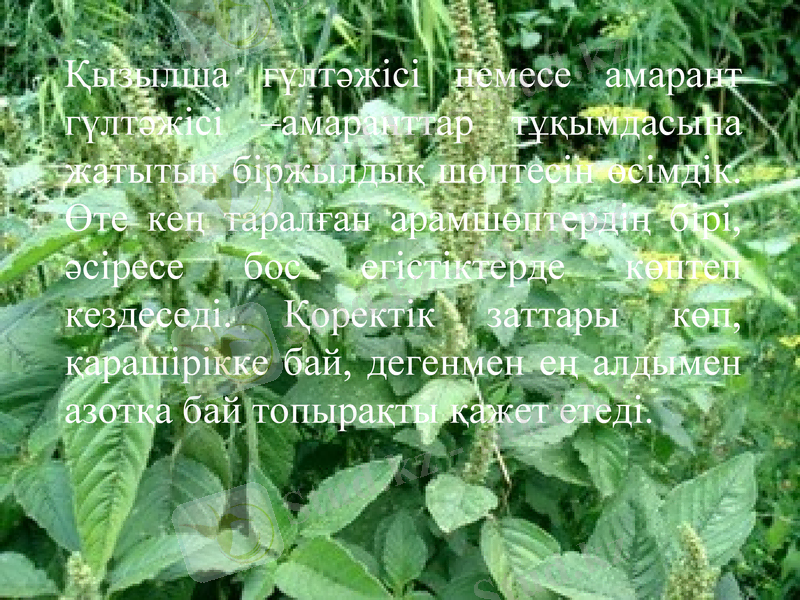 Slide 3