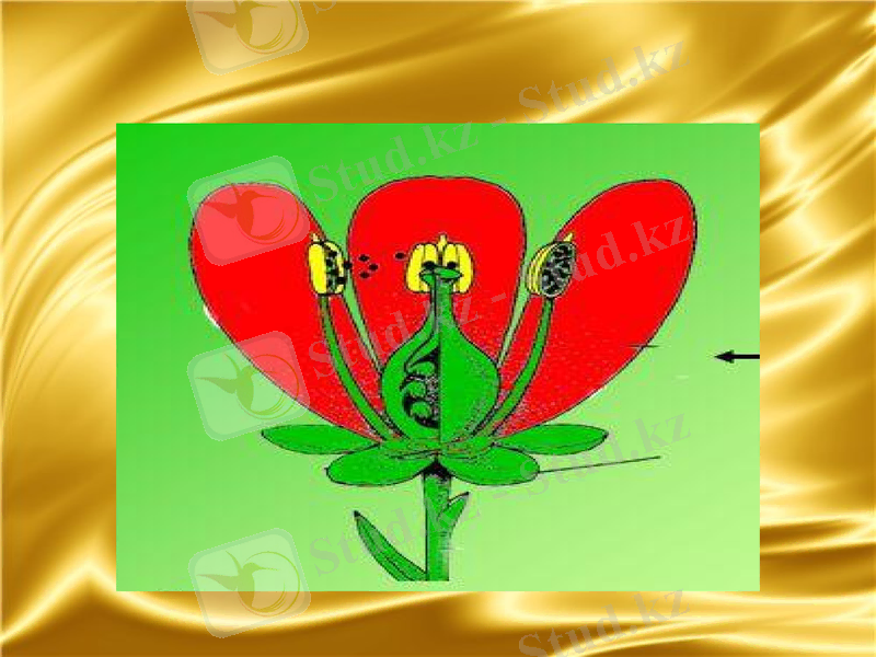 Slide 8
