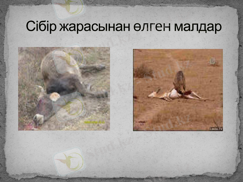 Slide 8