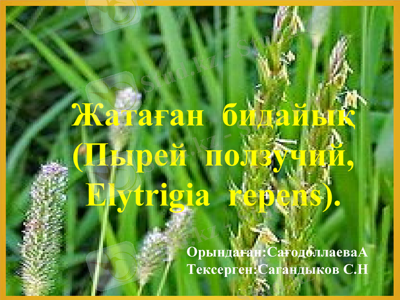 Slide 1