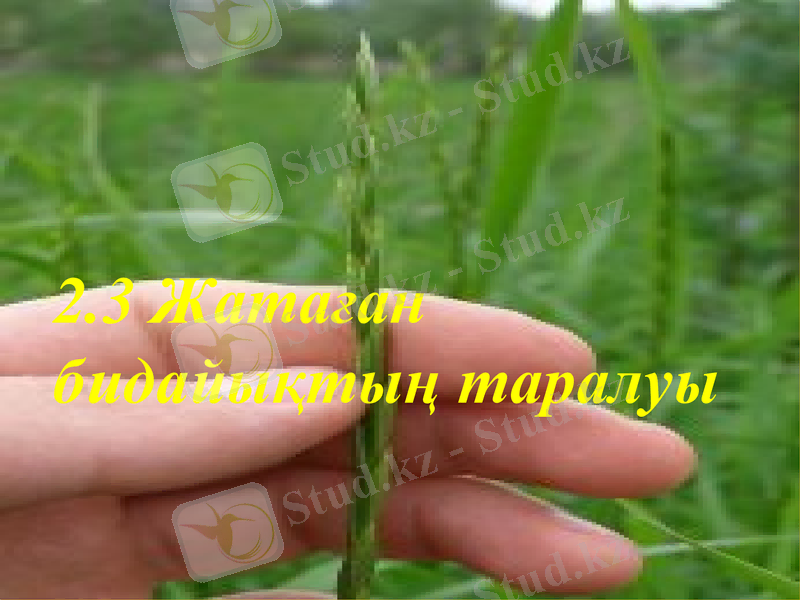 Slide 11