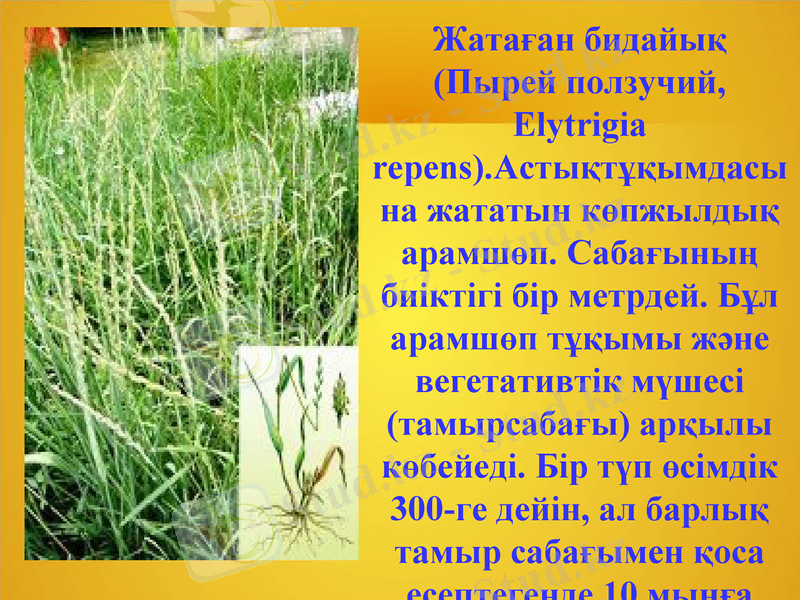 Slide 5