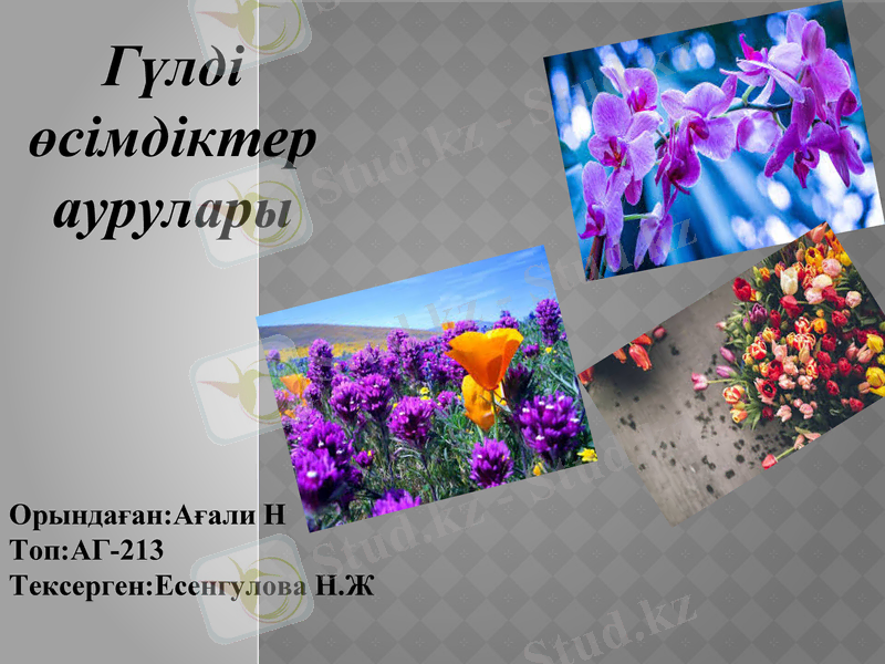 Slide 1