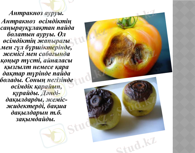 Slide 10