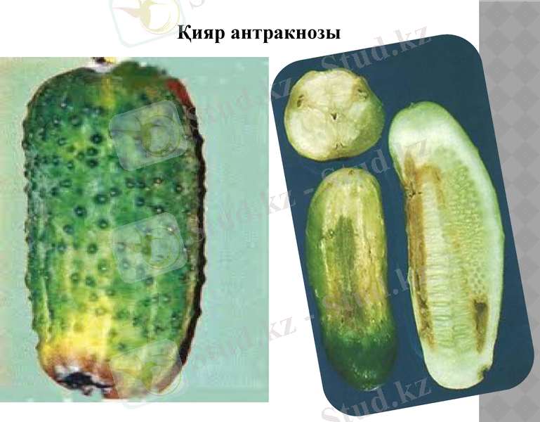 Slide 11