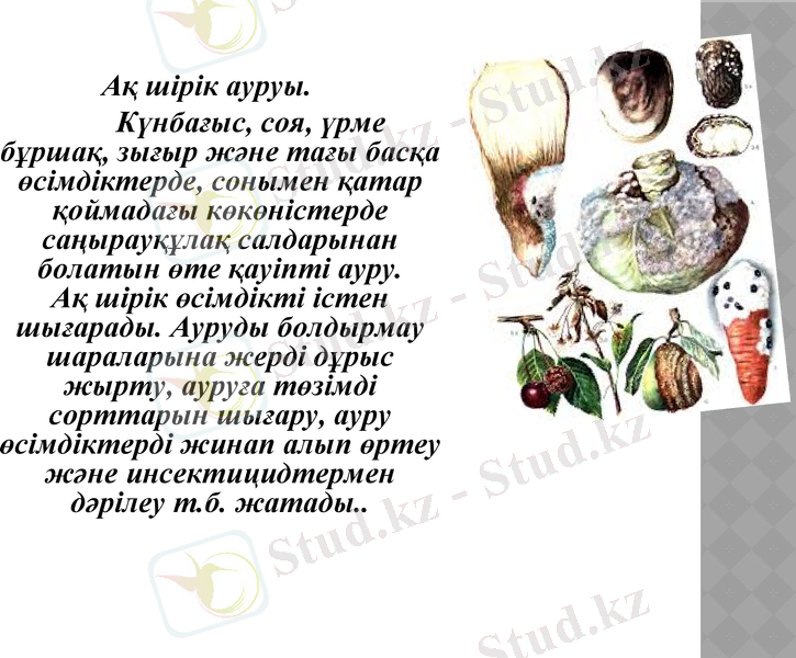 Slide 12