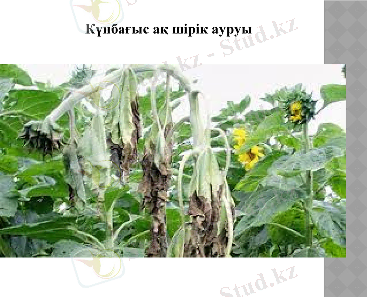 Slide 13
