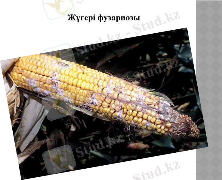 Slide 5