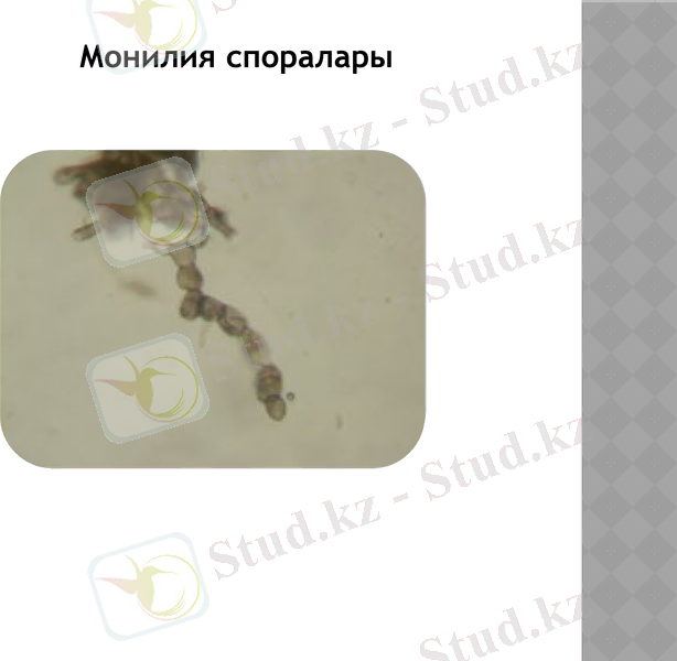 Slide 9
