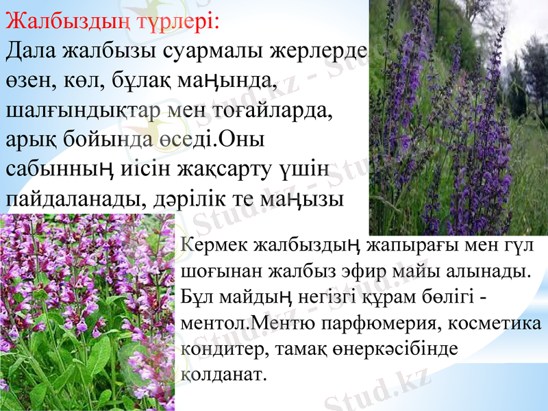 Slide 5