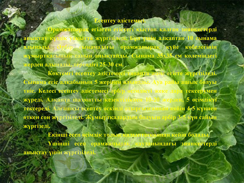 Slide 11
