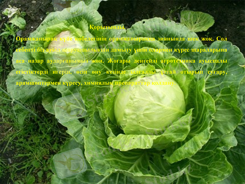 Slide 12