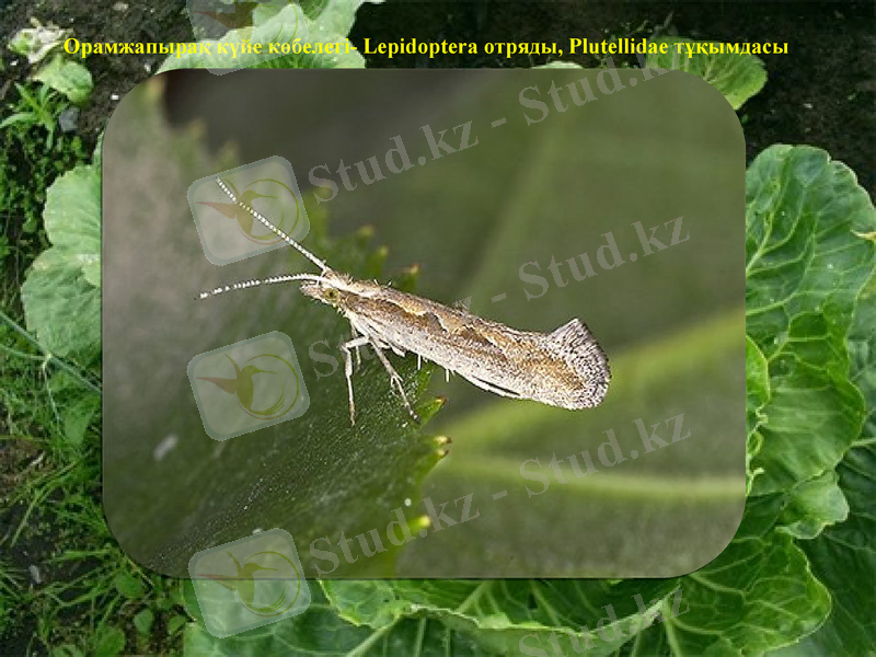 Slide 8