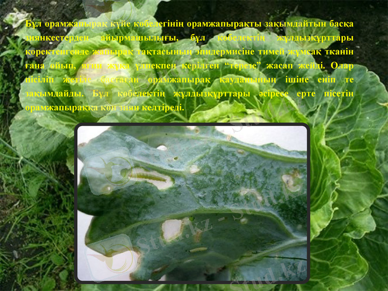 Slide 9