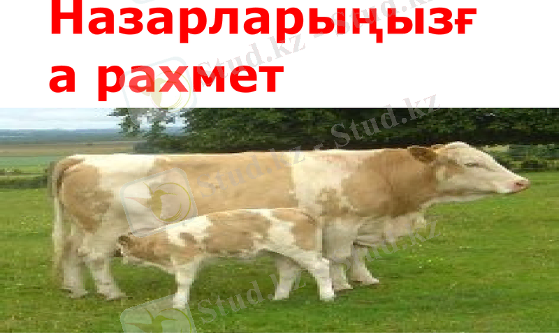 Slide 11