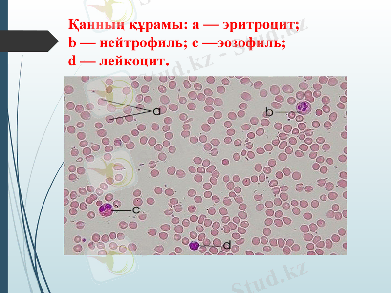 Slide 6