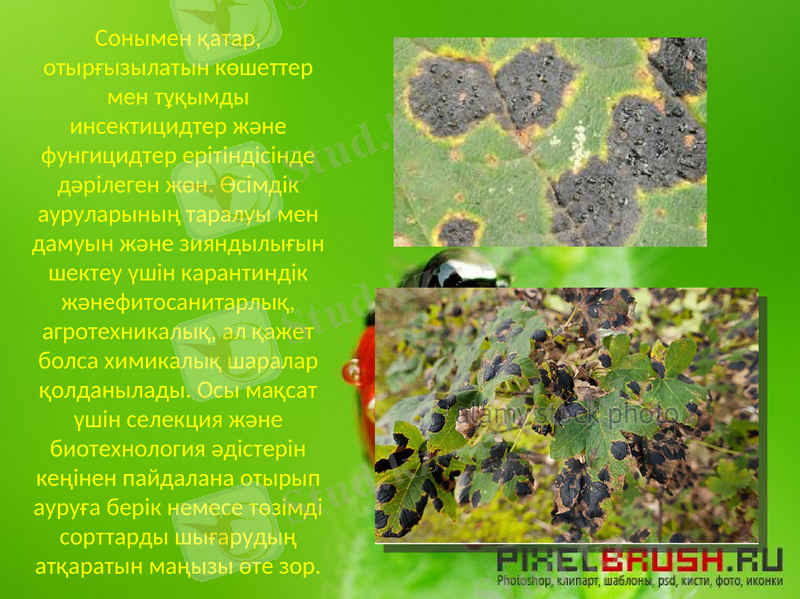Slide 11