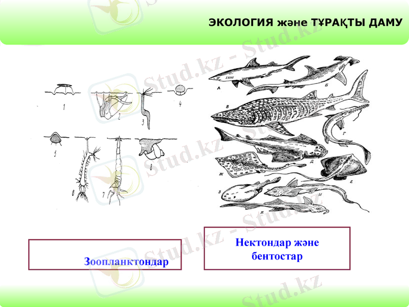 Slide 9