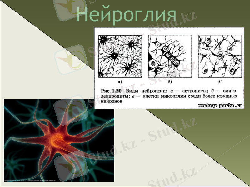 Slide 11