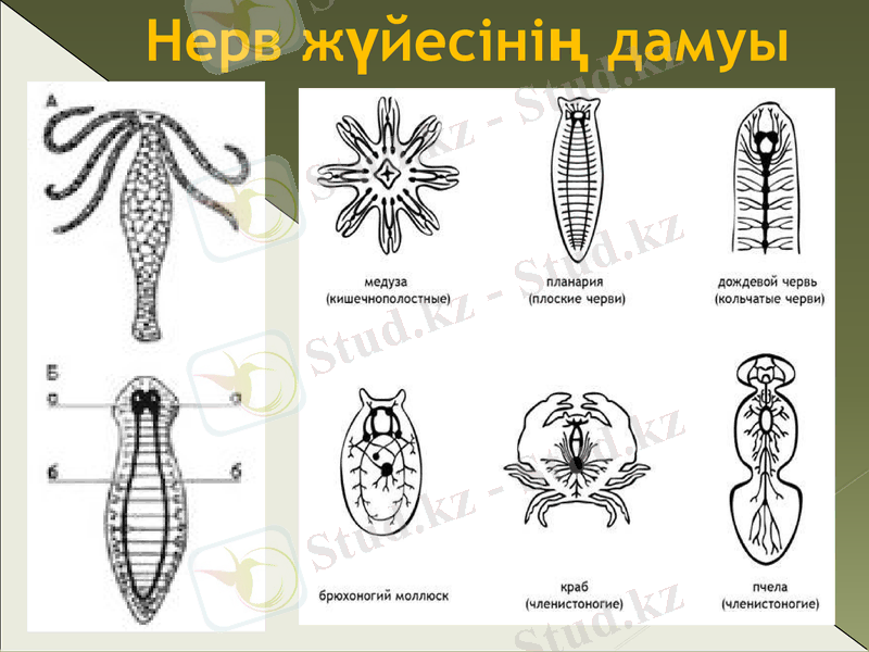 Slide 17