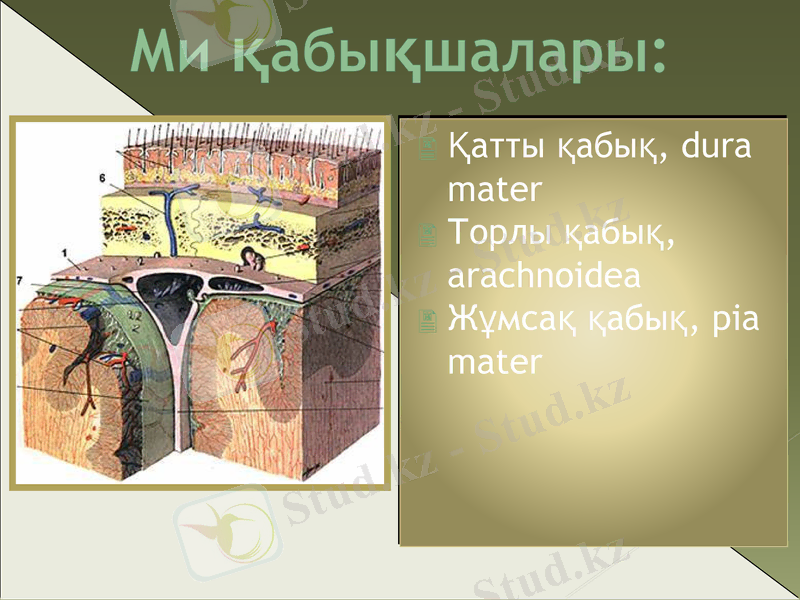 Slide 24