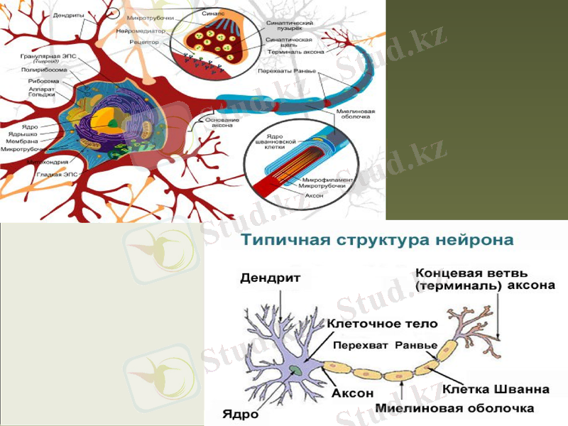 Slide 9