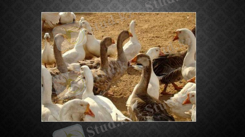 Slide 5