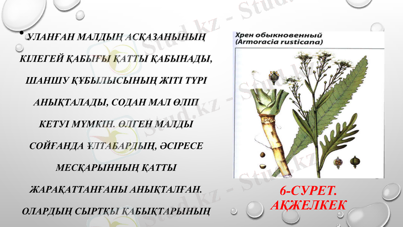 Slide 8