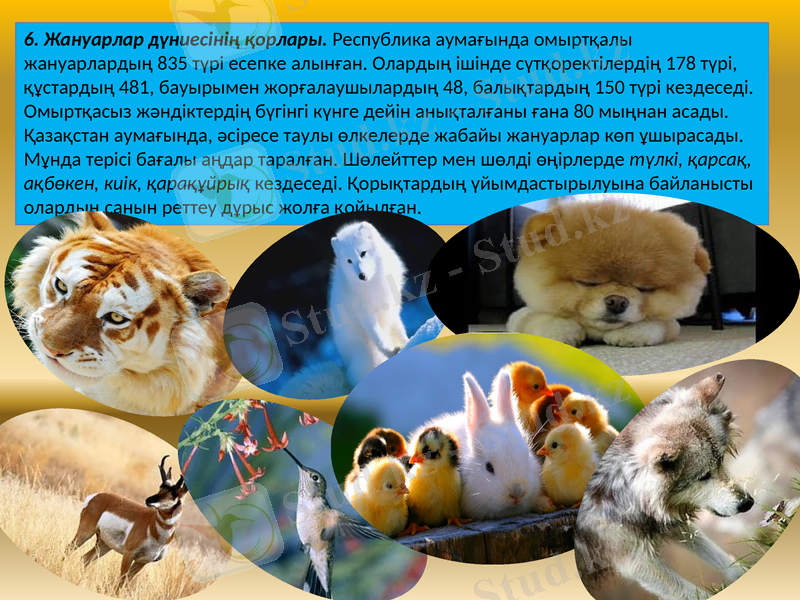Slide 11