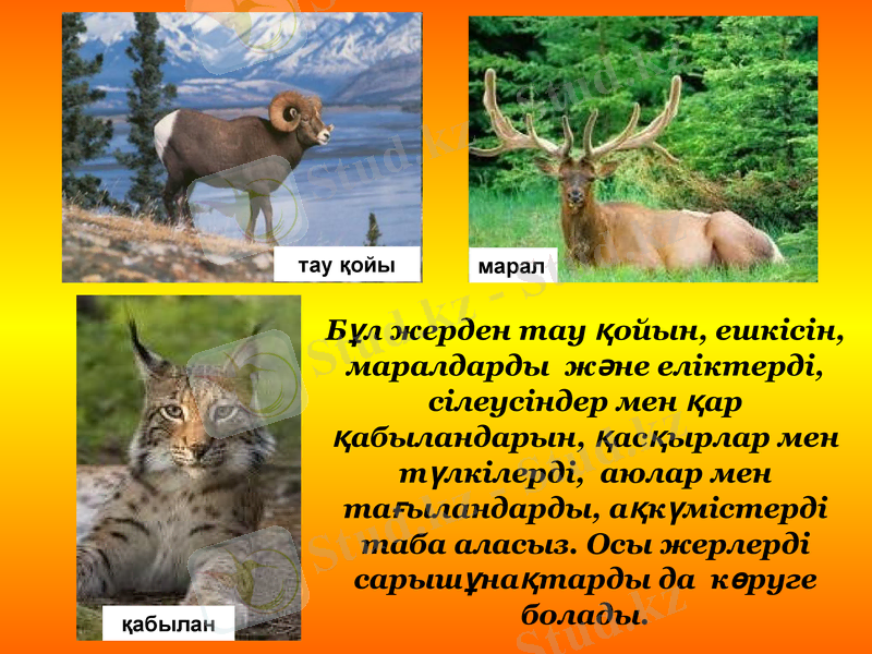 Slide 11