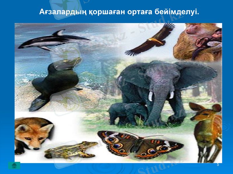Slide 5