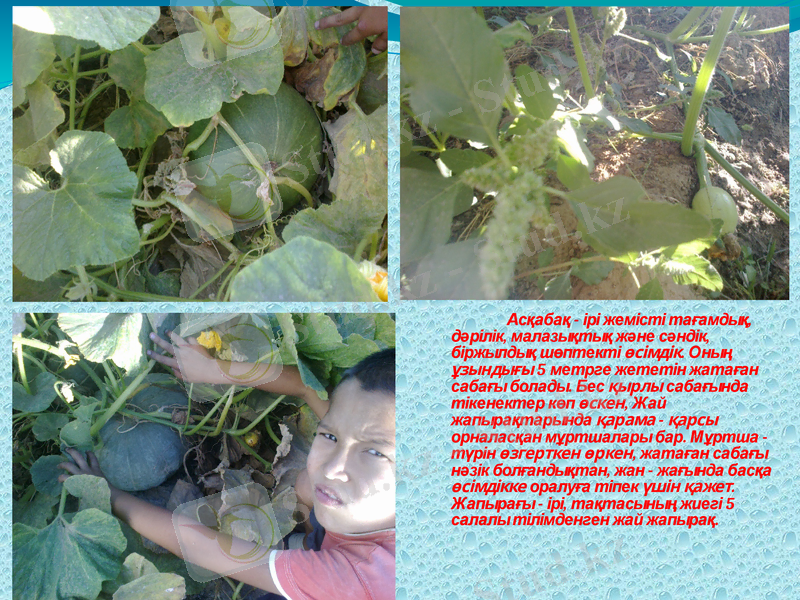 Slide 7