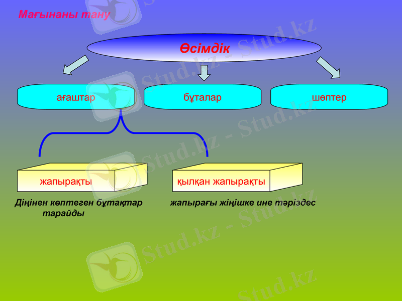 Slide 11