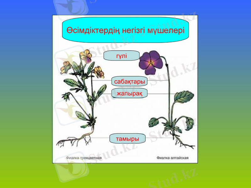 Slide 7