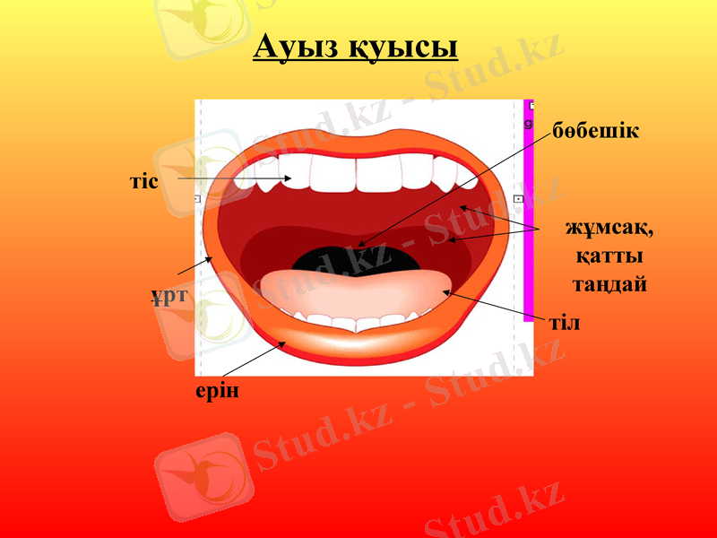 Slide 21